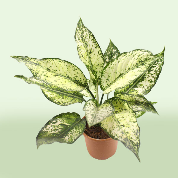 Aglaonema Snow White Plant - 